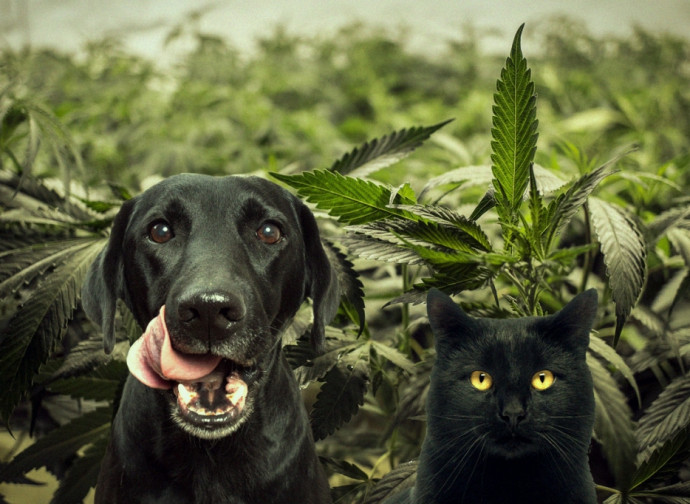 Cannabis Per Cani E Gatti Tanto Per Sdoganare Un Po La Nuova