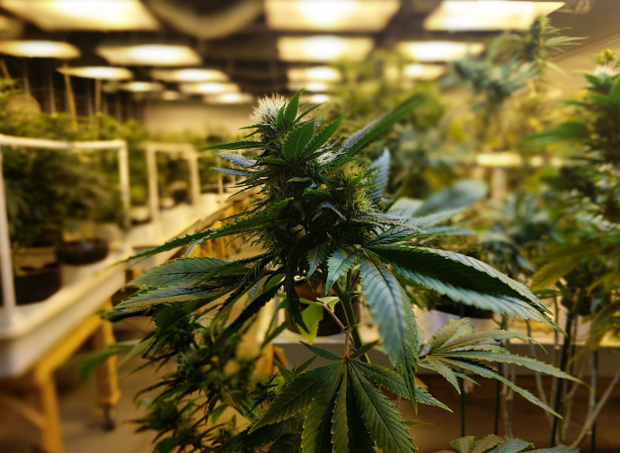 Cannabis in serra Cannabis in serra